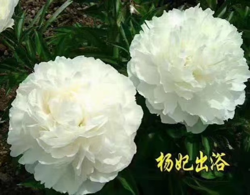 精品芍药现要现挖，大量出售，有喜欢芍药种植的朋友联系我
