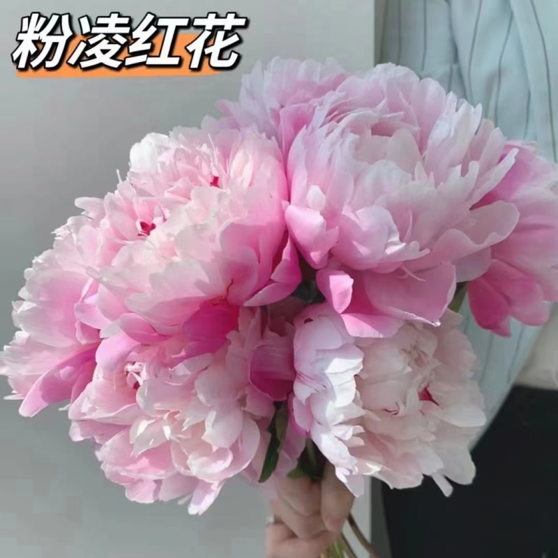 精品芍药现要现挖，大量出售，有喜欢芍药种植的朋友联系我