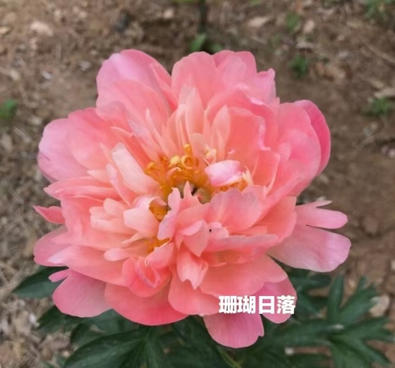 精品芍药现要现挖，大量出售，有喜欢芍药种植的朋友联系我