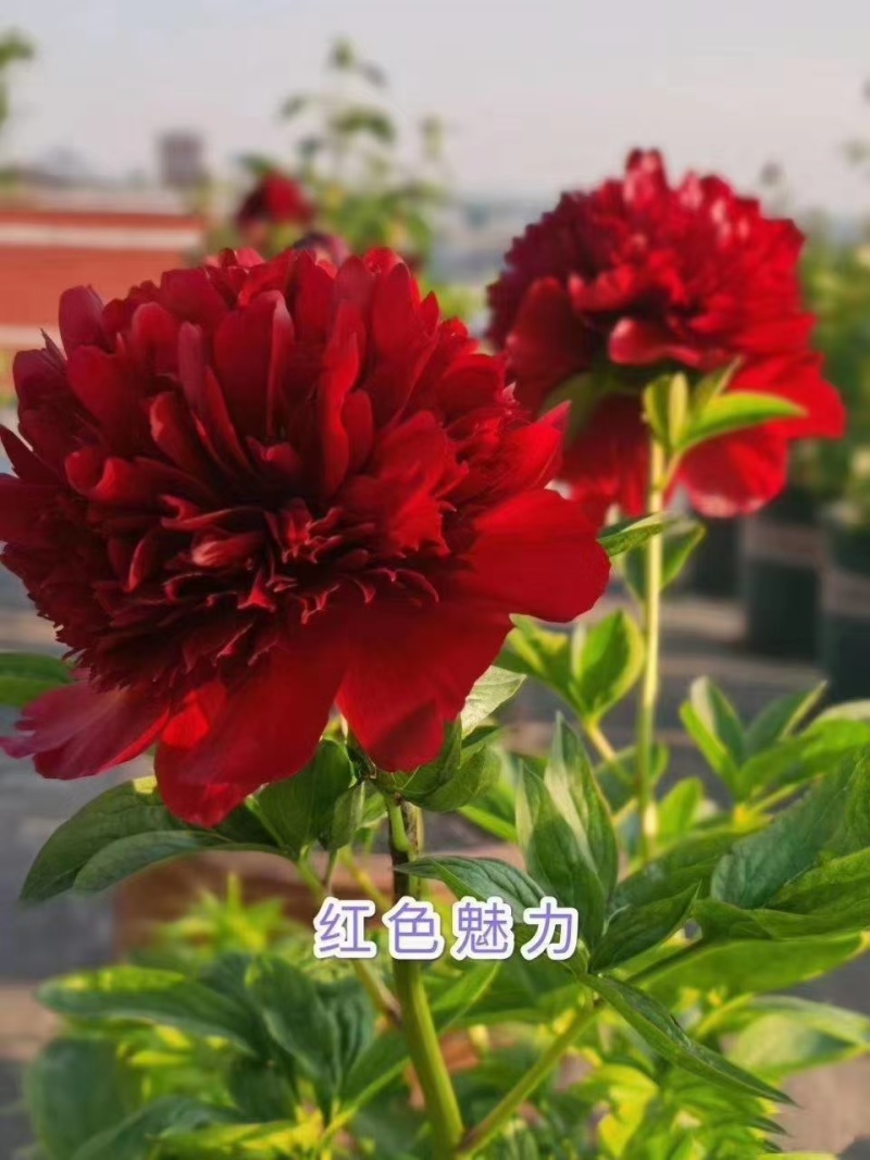 精品芍药现要现挖，大量出售，有喜欢芍药种植的朋友联系我