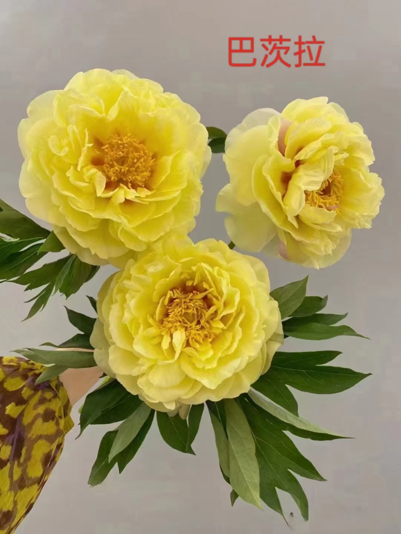 精品芍药现要现挖，大量出售，有喜欢芍药种植的朋友联系我
