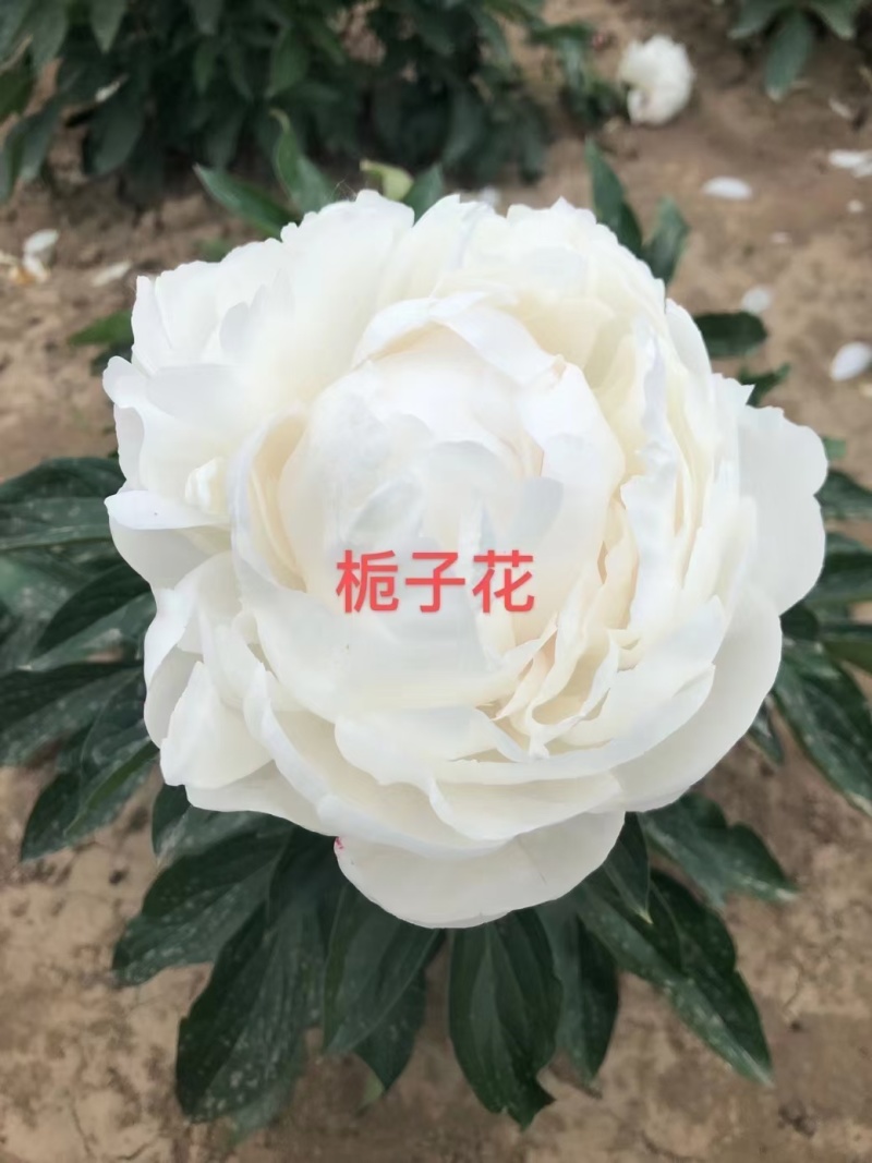 精品芍药现要现挖，大量出售，有喜欢芍药种植的朋友联系我