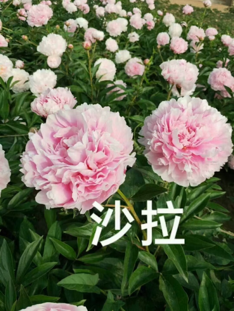 精品芍药现要现挖，大量出售，有喜欢芍药种植的朋友联系我