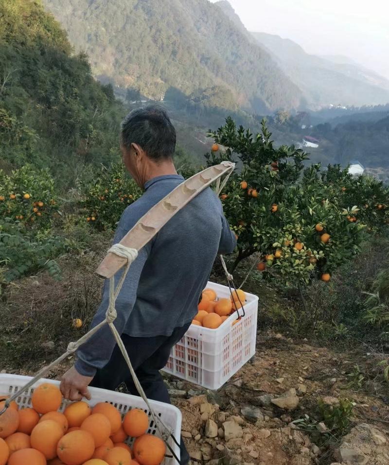 脐橙代办代发正宗赣南脐橙纯甜无酸皮薄肉厚多汁多