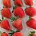 【99红颜草莓】颗颗精选货源稳定质量保证市场商超电商团购