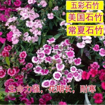 五彩石竹种子四季种易活混色须苞石竹十样锦美国石竹草花种子