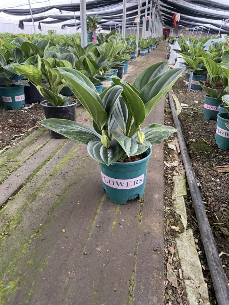 荷兰进口宝莲灯