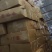 国产牛鞭宝鲜货速冻/个个新鲜