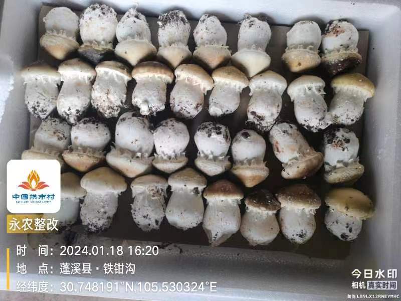 新鲜赤松茸质量保障量大从优对接全国欢迎订购