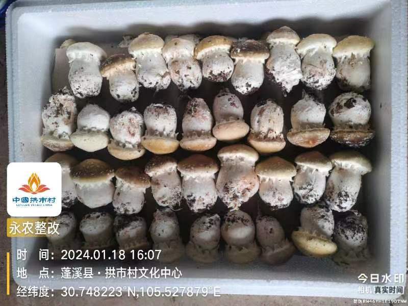 新鲜赤松茸质量保障量大从优对接全国欢迎订购