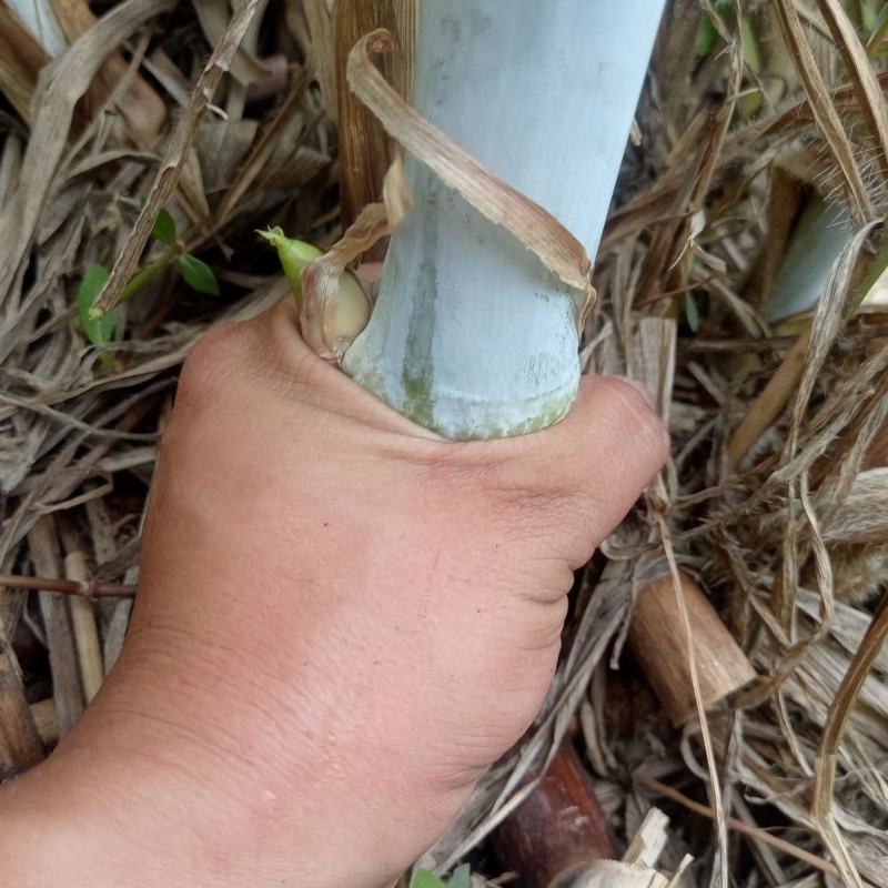 （大根）中华粮草现场现发坏苗包赔一件代发包邮视频拿货