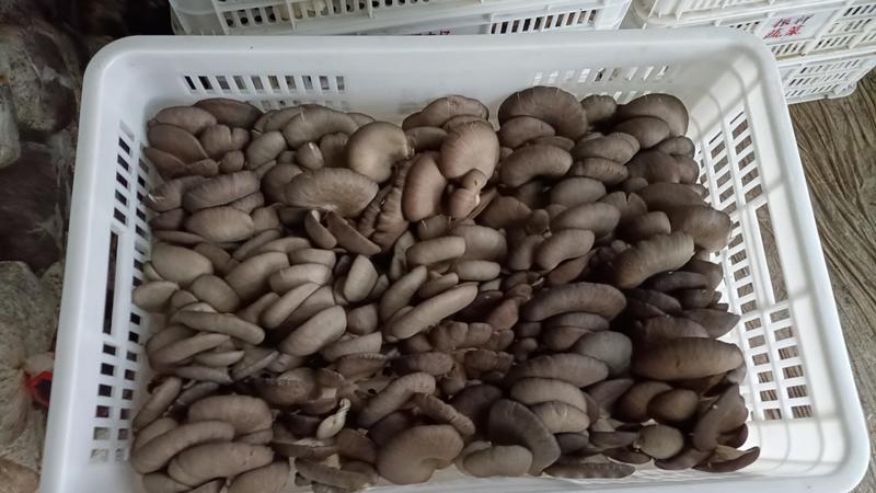 优质平菇`亳州产地一手货`质量保丶大量供应，欢迎来电咨询