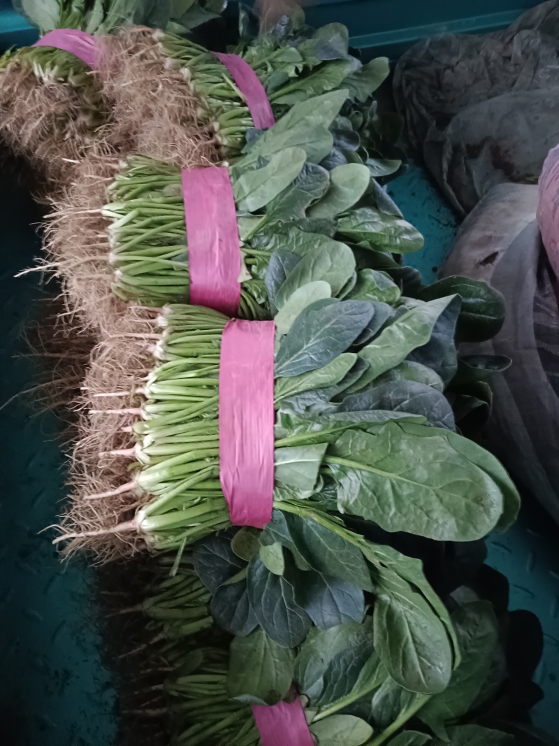 河南菠菜，大叶菠菜，产地一手货源，现采现发，对接全国客商