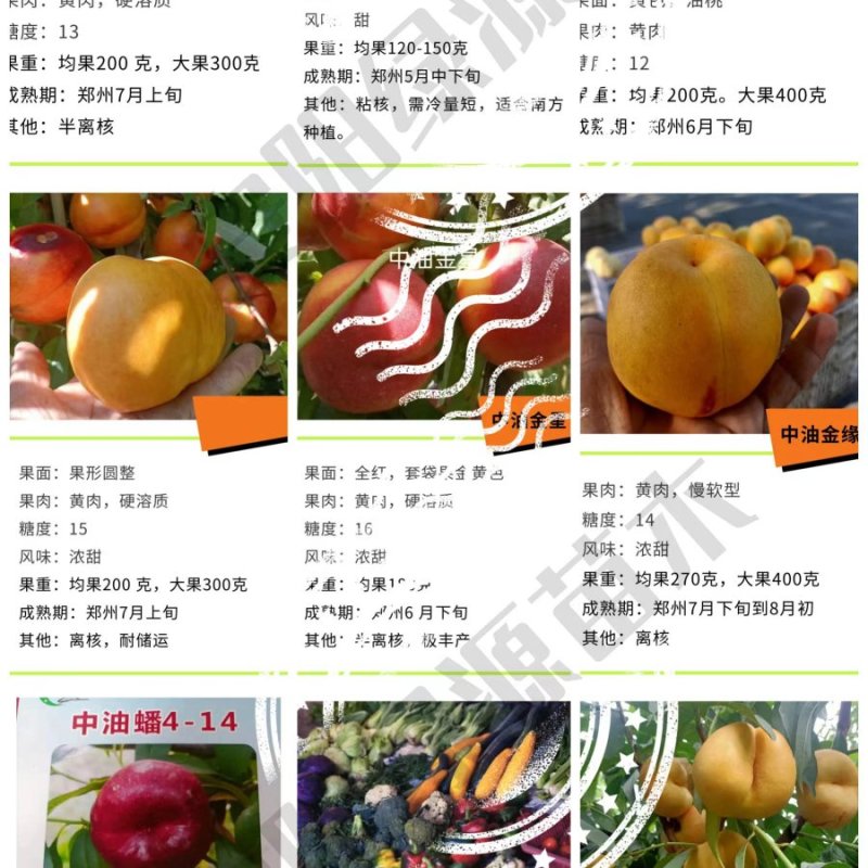 新品种桃树苗，