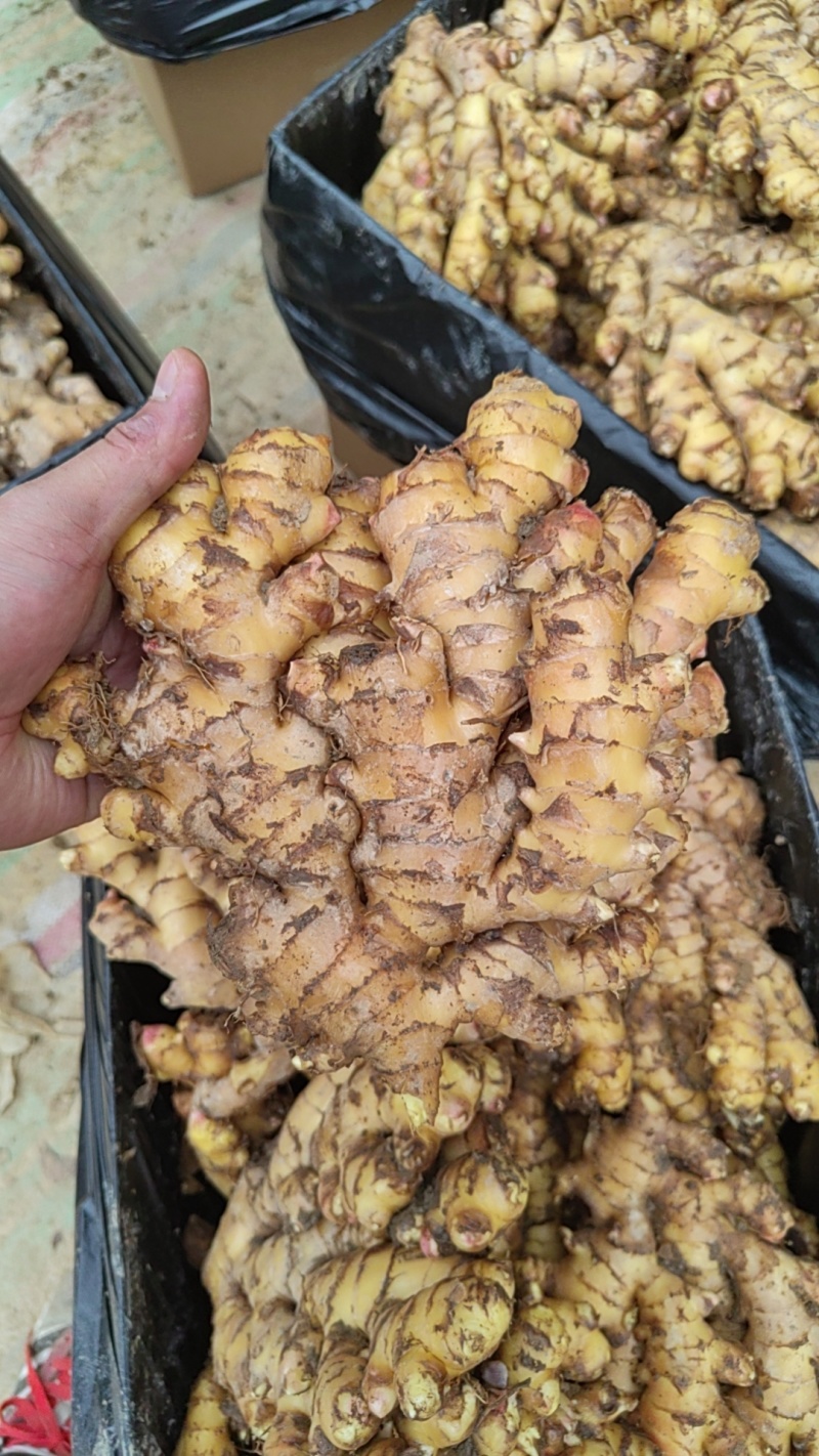 湖南汝城窑姜/小黄姜/种植地直销，全国均可发货