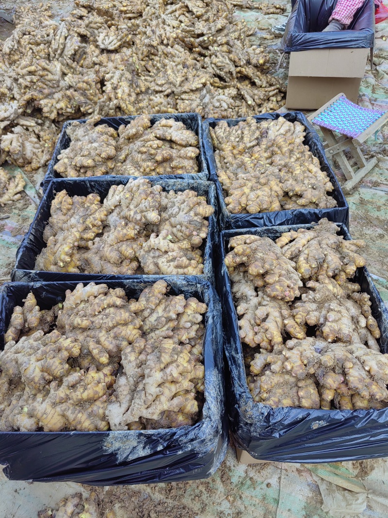 湖南汝城窑姜/小黄姜/种植地直销，全国均可发货