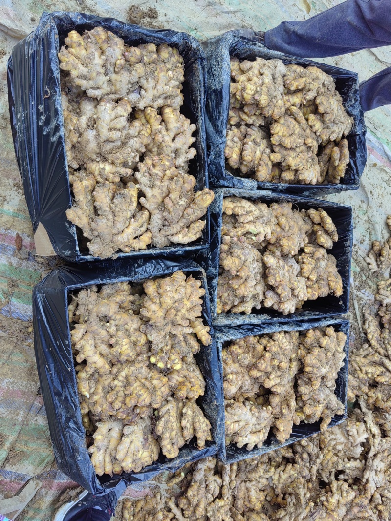 湖南汝城窑姜/小黄姜/种植地直销，全国均可发货