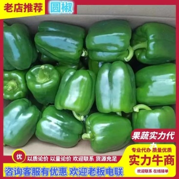 【新鲜采摘】精品圆椒长椒太空椒四方椒产地发货