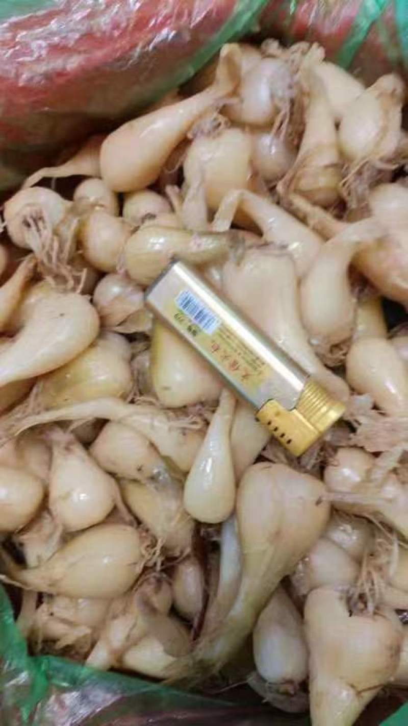 毛藠头产地直发需要的联系我