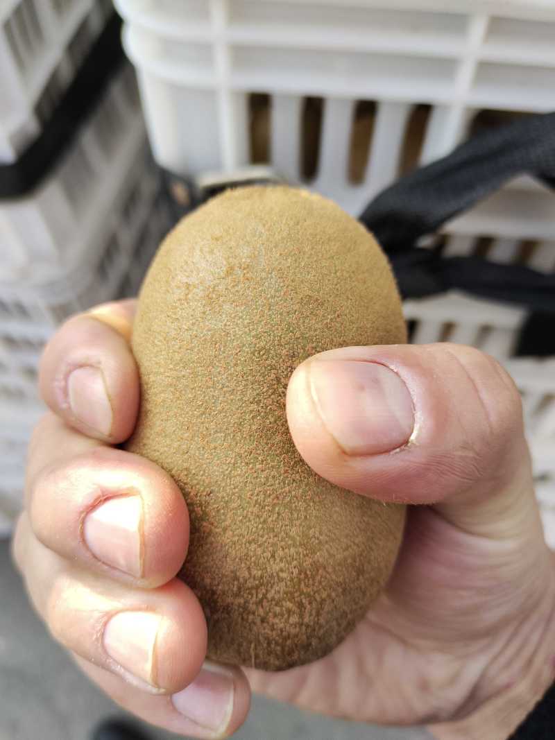 河南西峡黄心猕猴桃奇异果板盒装一手货源对接市场保质量