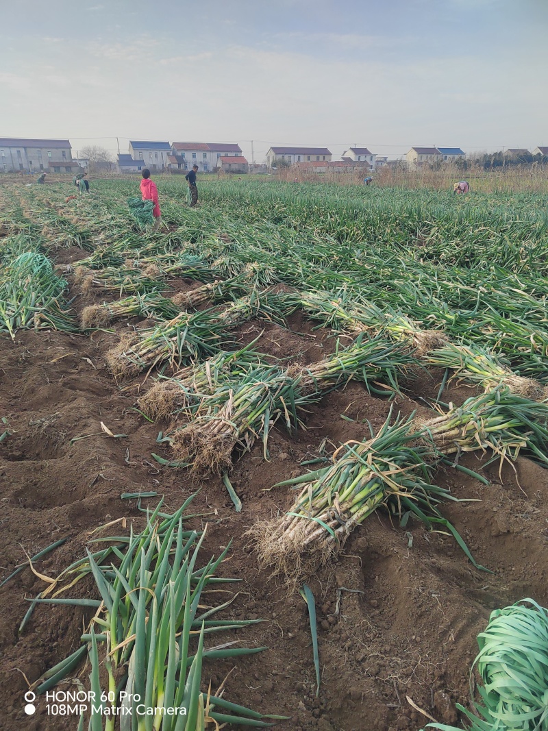 南通江苏启东蔬菜，铁杆大葱基地，产地供应，