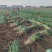 南通铁杆大葱大葱铁杆大葱粗2cm以上产地直发一手货源