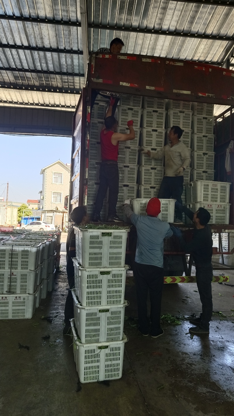 长寿仁豌豆。优质农产品。价格美丽。高山农产品。