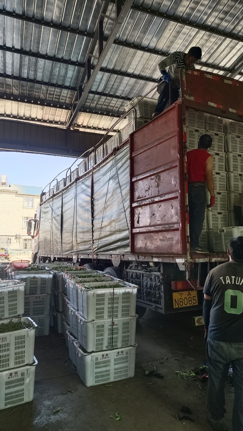 长寿仁豌豆。优质农产品。价格美丽。高山农产品。