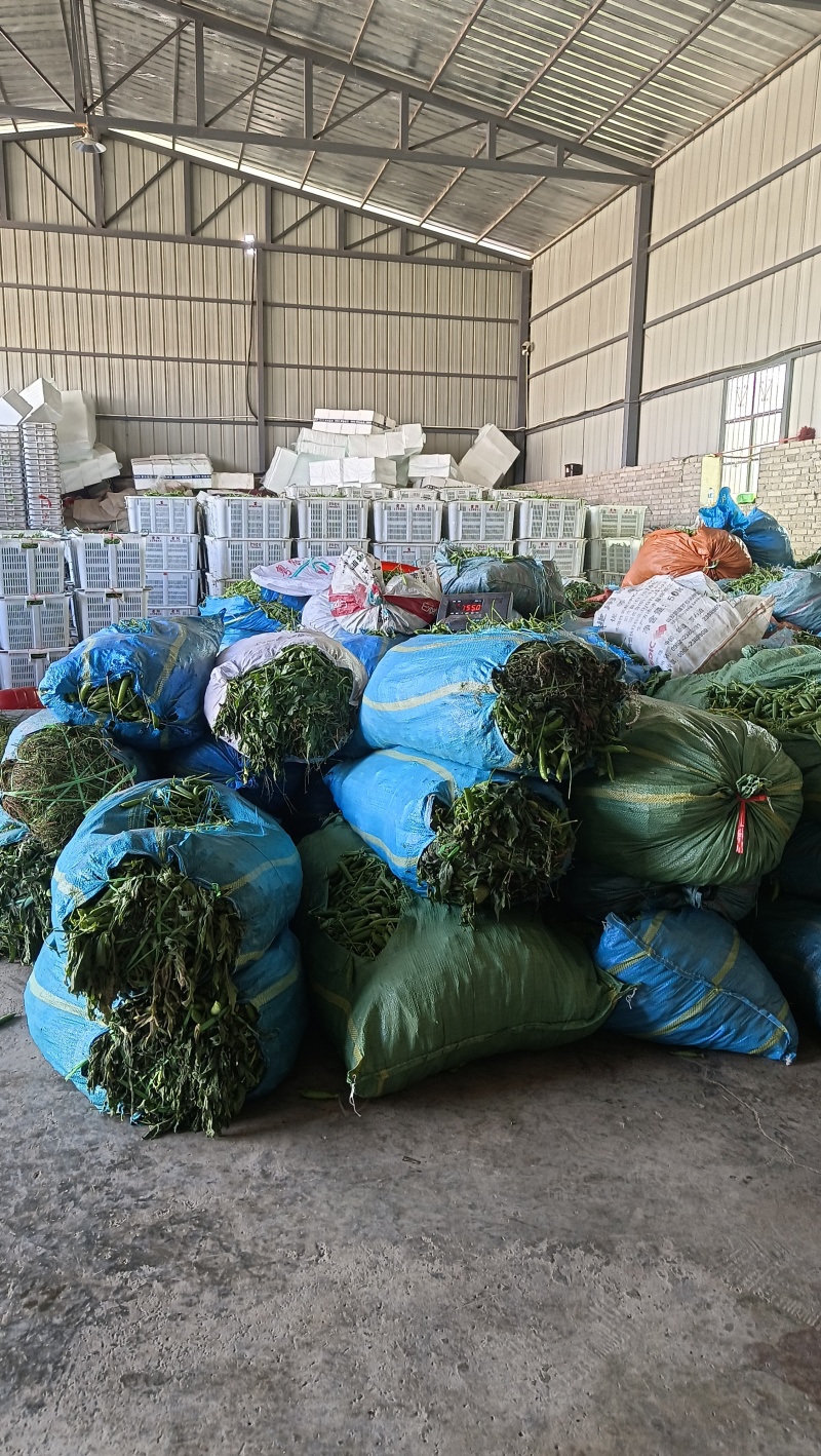 长寿仁豌豆。优质农产品。价格美丽。高山农产品。
