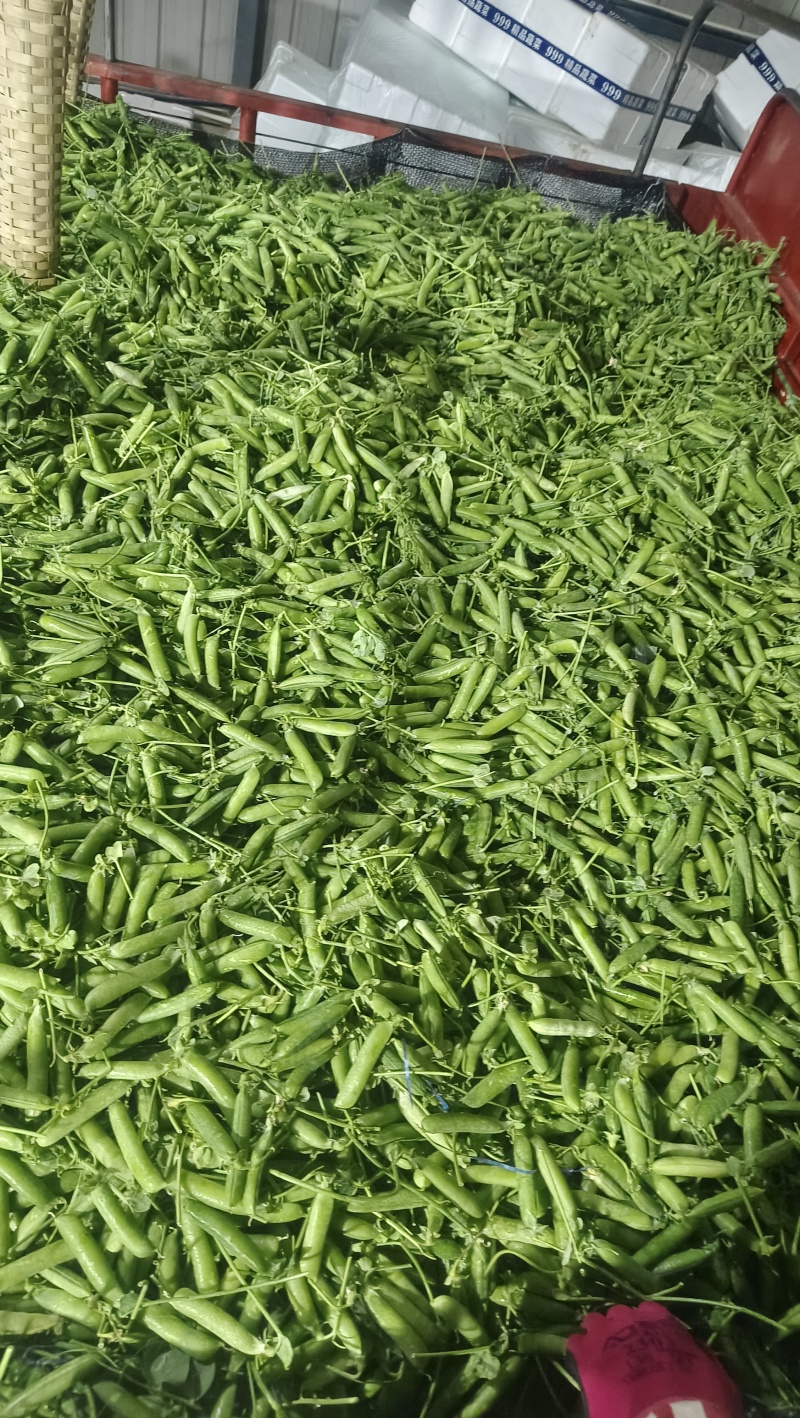 长寿仁豌豆。优质农产品。价格美丽。高山农产品。