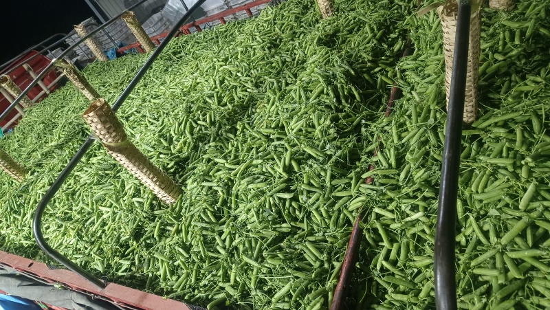 长寿仁豌豆。优质农产品。价格美丽。高山农产品。
