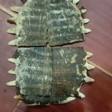 甲鱼壳