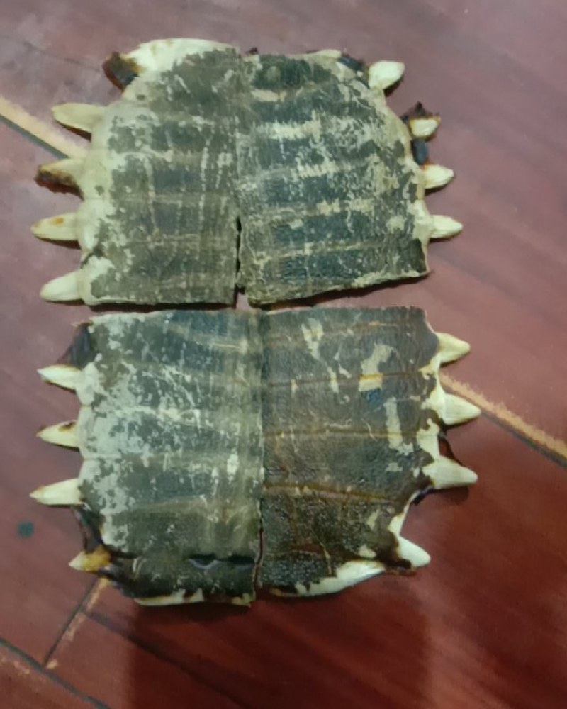 甲鱼壳