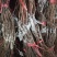 山东【精品蓝宝石葡萄苗】种植基地直发根系发达现挖现发