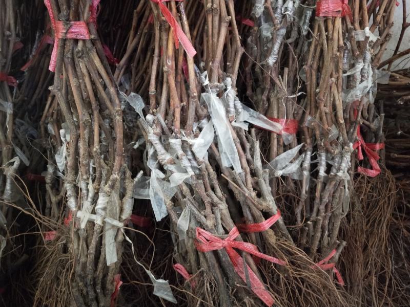 山东【精品蓝宝石葡萄苗】种植基地直发根系发达现挖现发