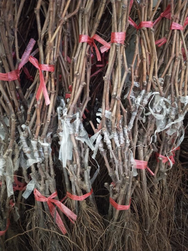 山东【精品蓝宝石葡萄苗】种植基地直发根系发达现挖现发