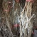山东【精品蓝宝石葡萄苗】种植基地直发根系发达现挖现发