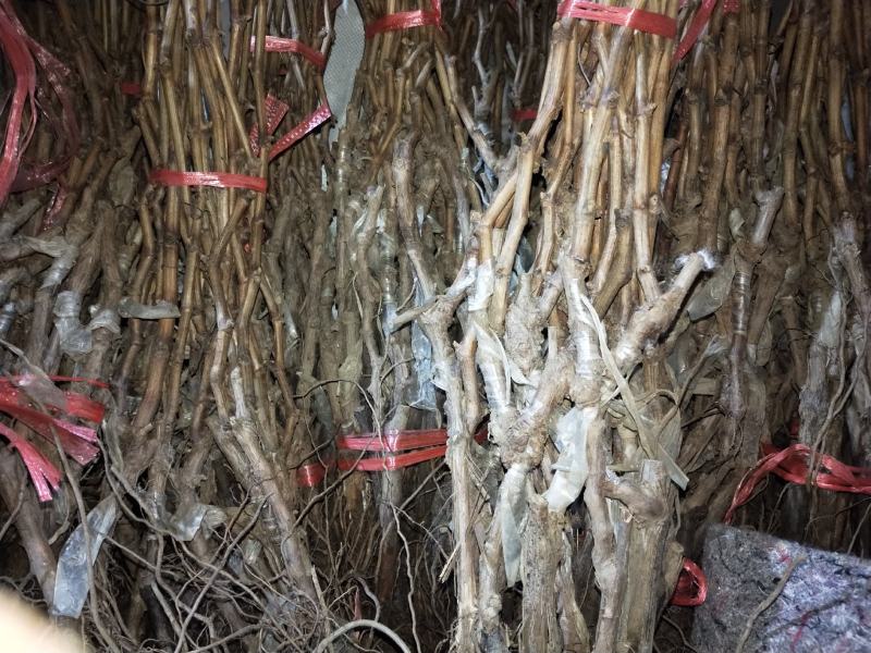 山东【精品蓝宝石葡萄苗】种植基地直发根系发达现挖现发