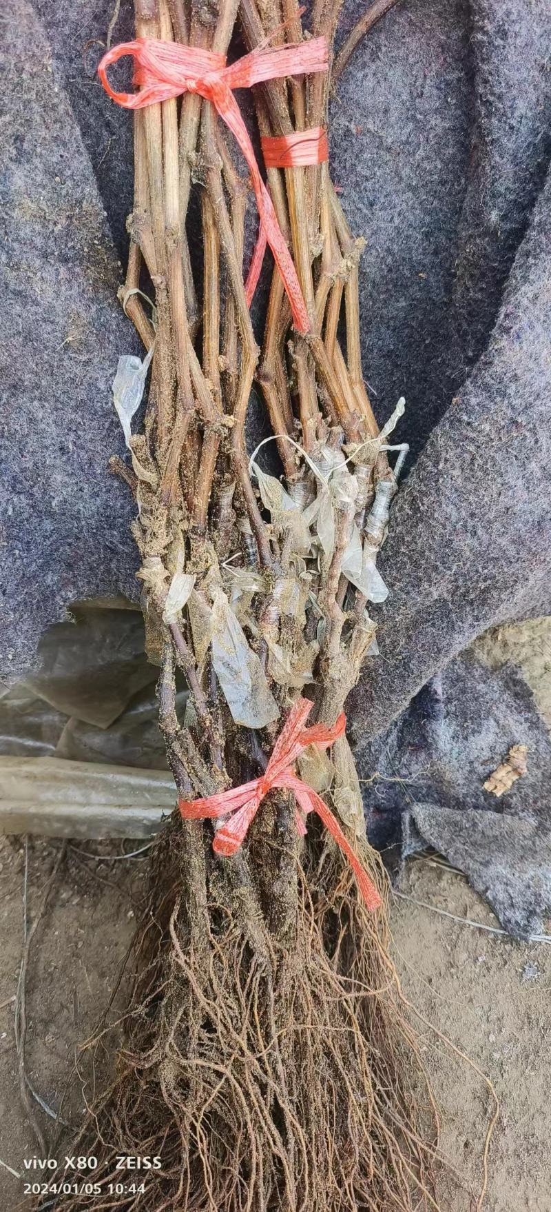 山东【精品蓝宝石葡萄苗】种植基地直发根系发达现挖现发