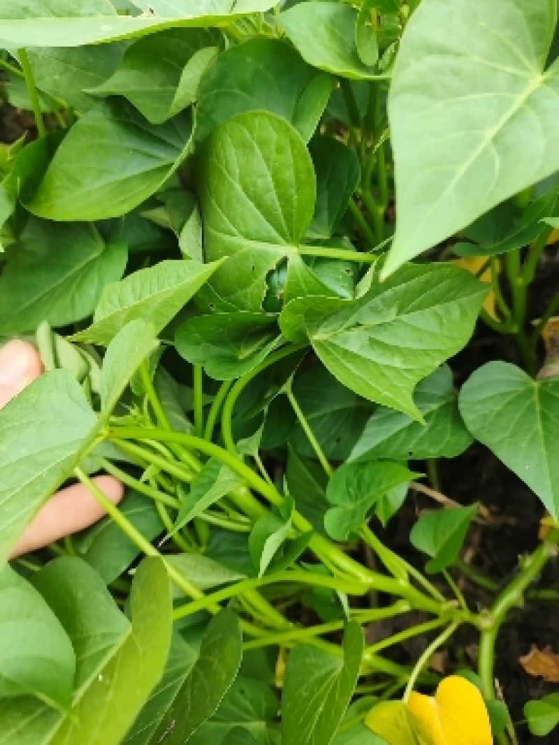 台农71食叶型红薯叶苗，番薯叶苗，专吃叶品种，苕尖多年生