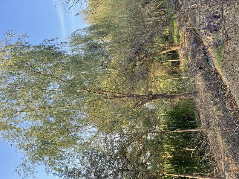 金丝柳树，18~20cm16~18cm4米以上。