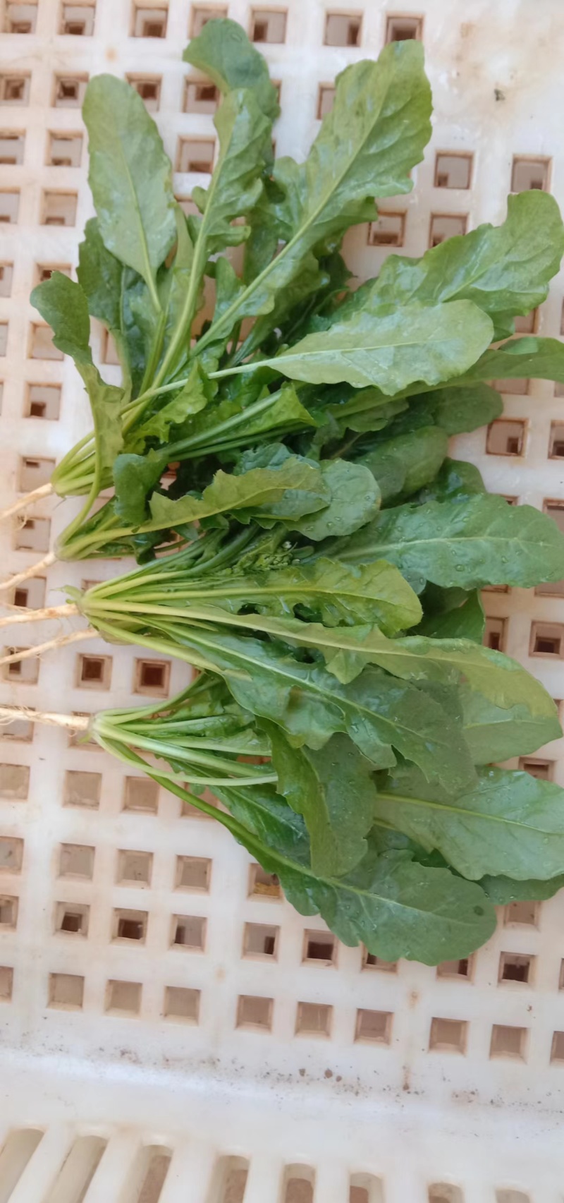 云南精品荠菜现摘现发产地一手货源规格多样可选，价格可谈