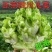 四川特产新鲜儿菜基地发货，现砍现发！量大从优保证质量！！