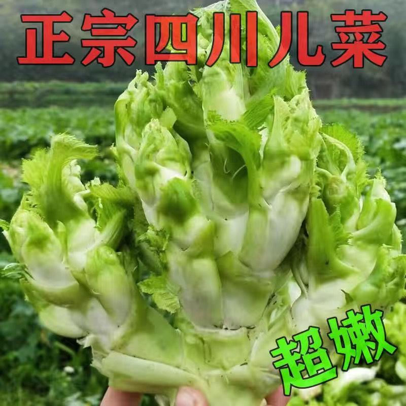 四川特产新鲜儿菜基地发货，现砍现发！量大从优保证质量！！