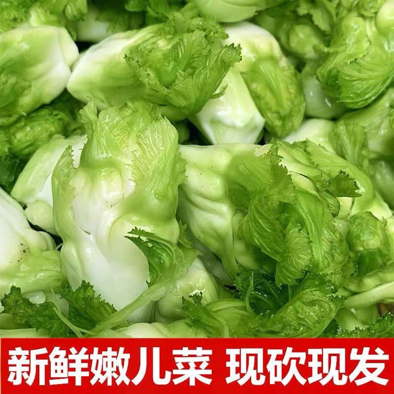 四川特产新鲜儿菜基地发货，现砍现发！量大从优保证质量！！