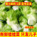 四川特产新鲜儿菜基地发货，现砍现发！量大从优保证质量！！