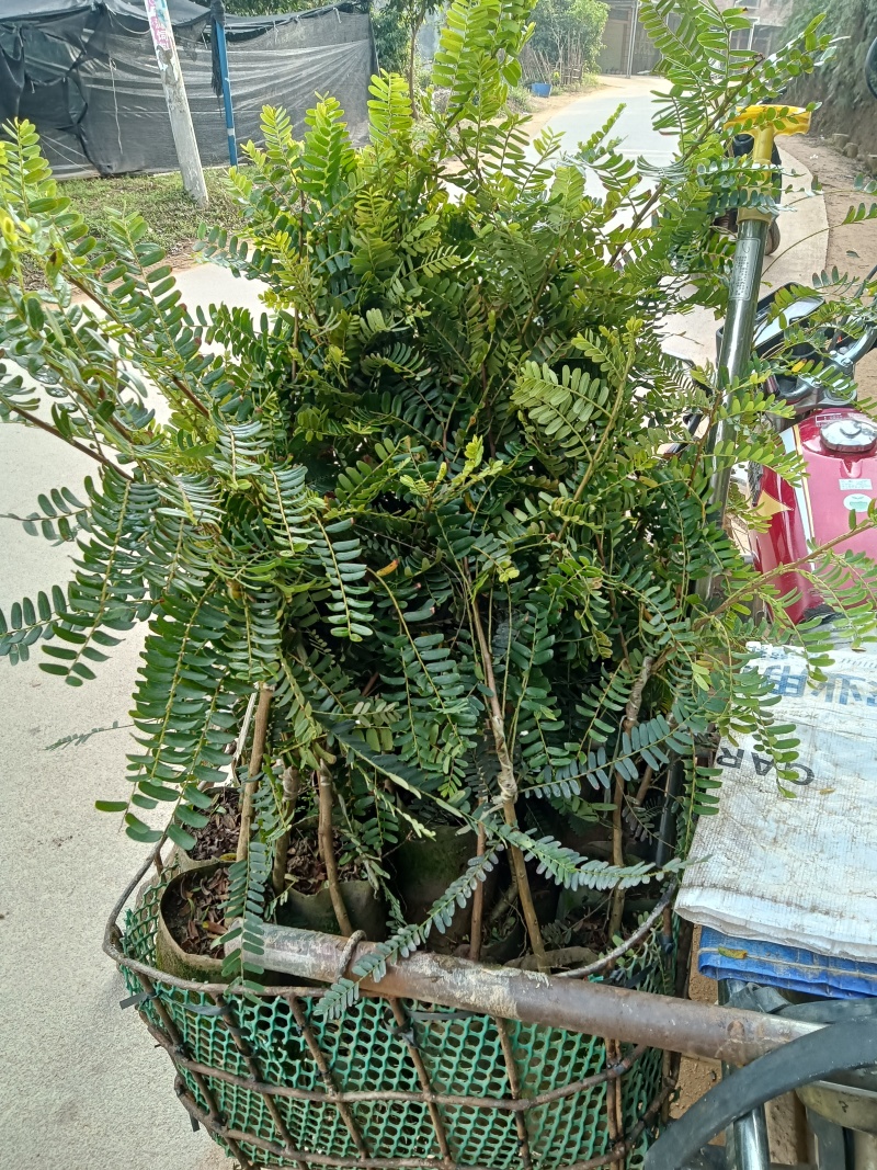 余甘果苗油甘果苗带土带叶