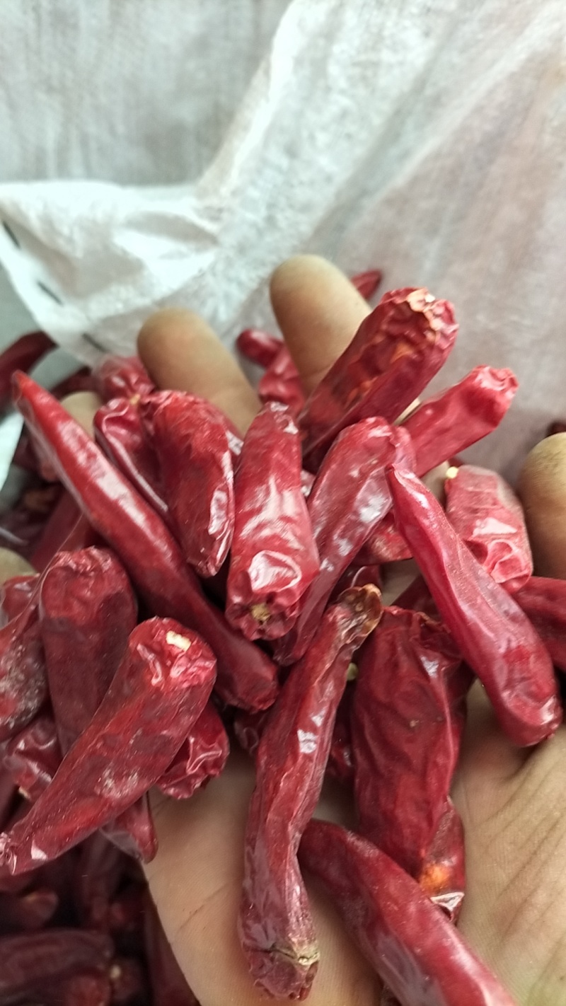 河南干辣椒（子弹头）
