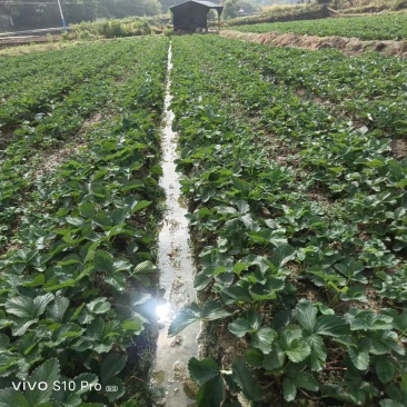 精品草莓苗产地直发品质保证量大从优欢迎联系