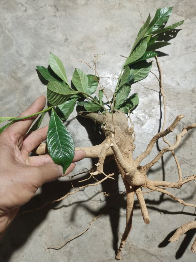 栀子根，干货，手工砍，太阳晒干，包邮